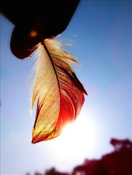 Glare from a feather